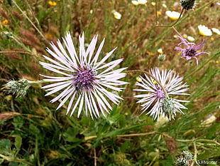 purple petaled flowers, flowers