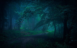 green forest, landscape, nature, morning, dirt road