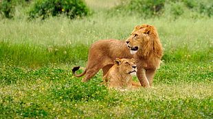 brown Lion and lioness photography HD wallpaper