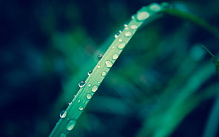 closeup photography of dewdrops on green leaf plant HD wallpaper