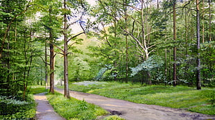 green leafed tree, landscape, forest, trees, path