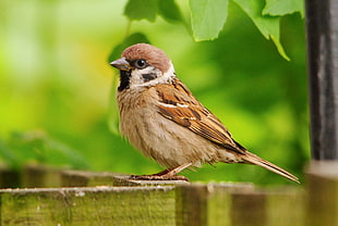 macro photography of brown house bird standing on brown fence HD wallpaper