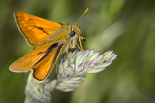 orange and brown Moth HD wallpaper
