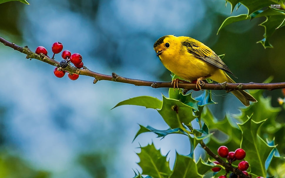 close-up photo of yellow bird HD wallpaper