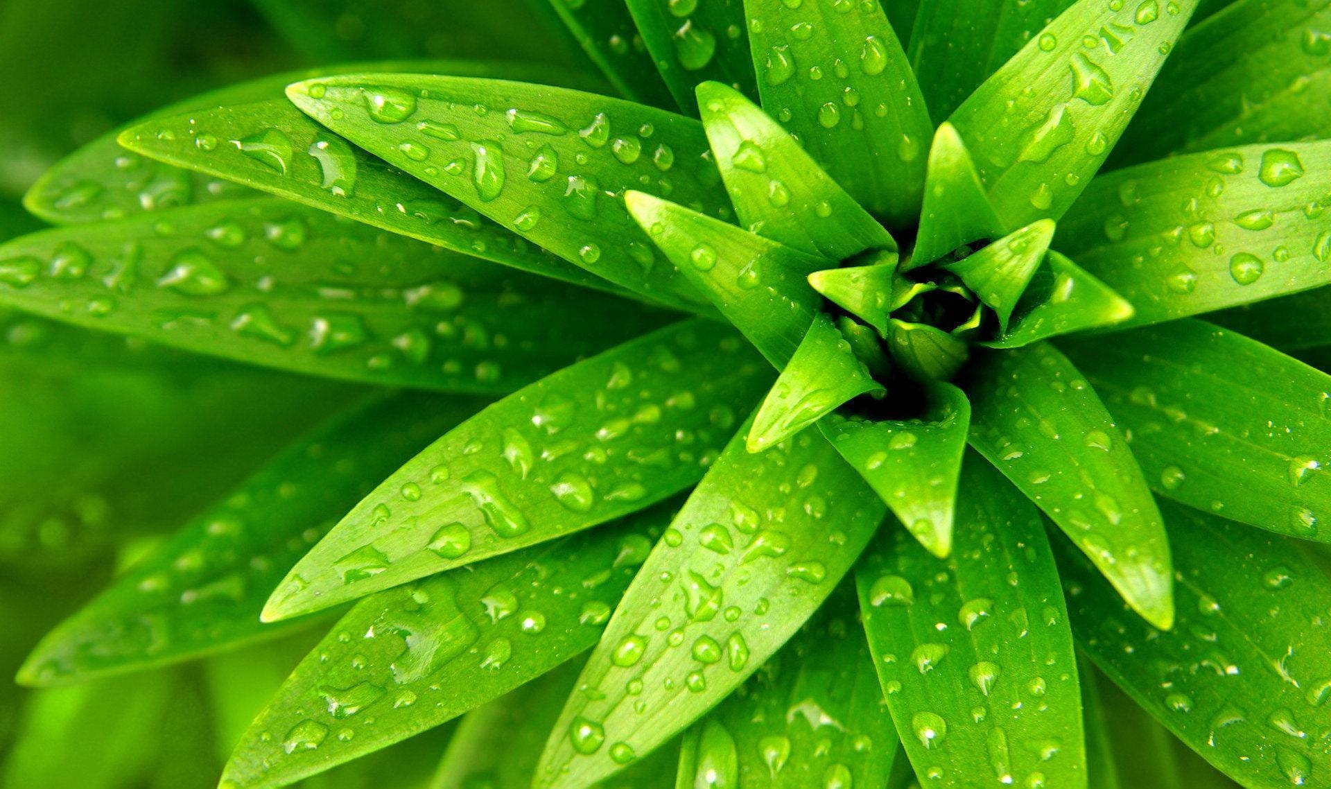 Green leave plant HD wallpaper | Wallpaper Flare