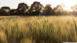 green grass field, landscape