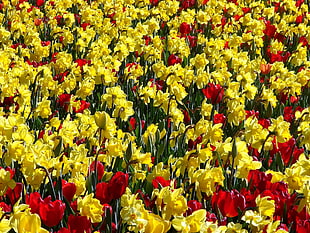 yellow and red Tulip flower field at daytime HD wallpaper