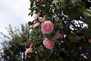 closeup photography of pink petaled flowers