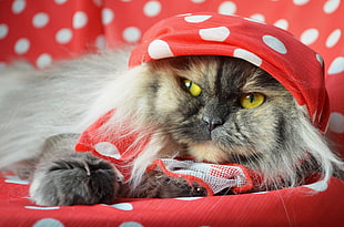Persian cat hiding on red and white polka-dot textile HD wallpaper
