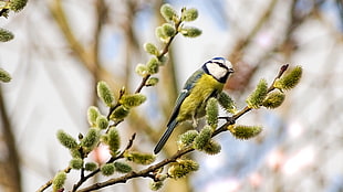 green and white bird standing on green tree