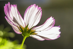 white and purple flower