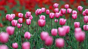 pink and red tulip field at daytime HD wallpaper