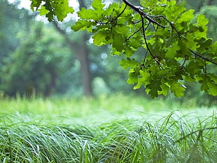 green and yellow leaf plant, field