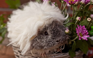 gray guinea pig on brown wicker basket with flowers HD wallpaper
