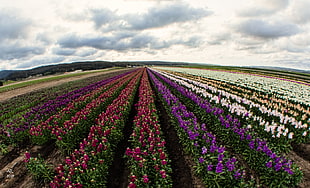 field of flowers, lompoc