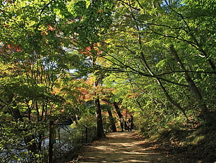 low angle photo of green leaf trees