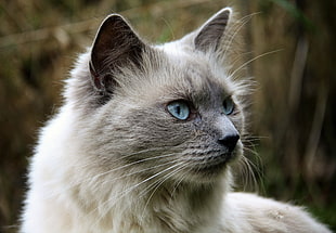 grey and black cat in closeup photo at daytime