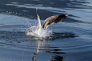 white and black seagull