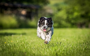 photography of white and black Australian Shepherd dog running on green grass field during daytime HD wallpaper