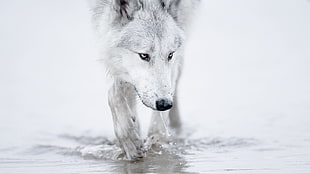 white fox walking on water, wolf, animals HD wallpaper