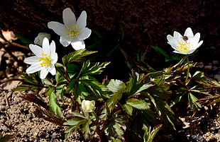 photo of white petaled flowers HD wallpaper