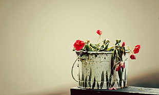 selective focus of red flowers on white bucket HD wallpaper