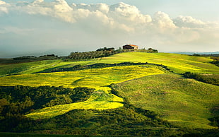 green grass field, nature, landscape, field, clouds HD wallpaper