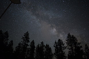 brown pine trees and plenty of star photography