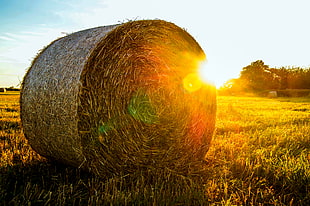 rolled hay stack on green grass field HD wallpaper