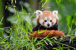 red Panda