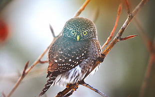 shallow focus photography of owl in tree branch