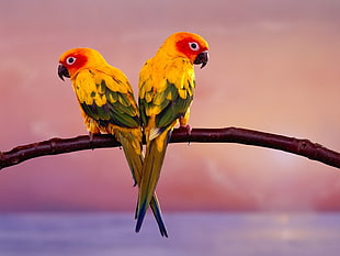 two yellow-red birds on trunk poster HD wallpaper