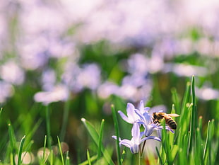 bee perched on white and blue flower at daytime HD wallpaper