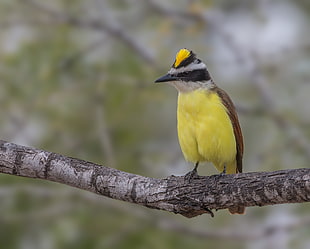 yellow and brown bird perched on brown tree branch at daytime, great kiskadee HD wallpaper