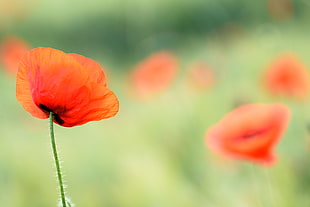 selective focus photography of red petaled flower