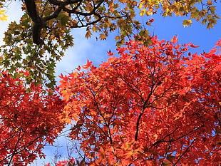 red leaf tree under the blue and white sky HD wallpaper