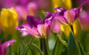 shallow focus photography of purple flower