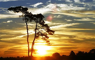 silhouette photo of tree during golden hour HD wallpaper
