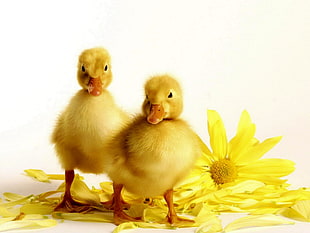 two yellow ducklings beside yellow Daisy flower HD wallpaper