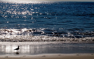 photo of bird on seashore HD wallpaper