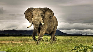 gray elephant HD wallpaper