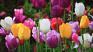 assorted-color tulip flower field HD wallpaper