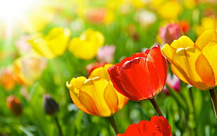 yellow and red petaled flowers