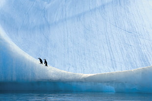 two black penguins, penguins, animals, landscape HD wallpaper
