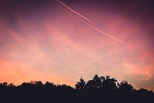 silhouette photo of trees, sunset, sky