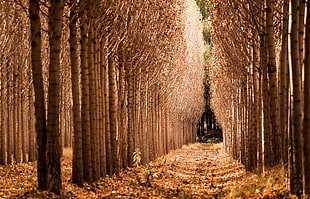 brown leaf trees, fall, trees, landscape, nature