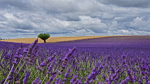purple petaled flower field with green leaf tree under cloudy sky during daytime HD wallpaper