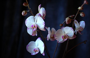 closeup photography of white moth orchid HD wallpaper