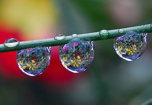 shallow focus photography of water drops on stem HD wallpaper