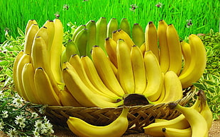 pile of bananas HD wallpaper